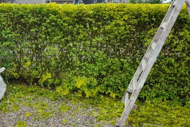 Hedge Trimming Services, Hedge Reduction, Hedge Removal